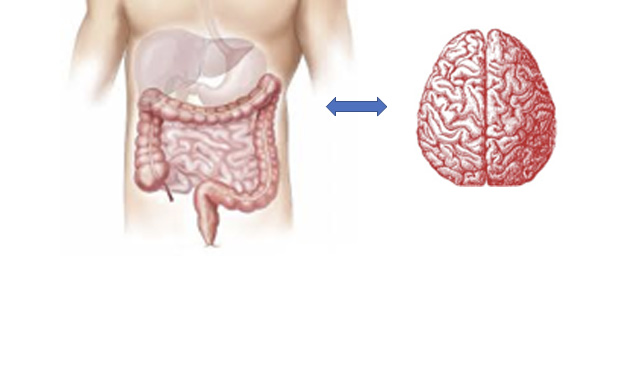 brain and gut connection