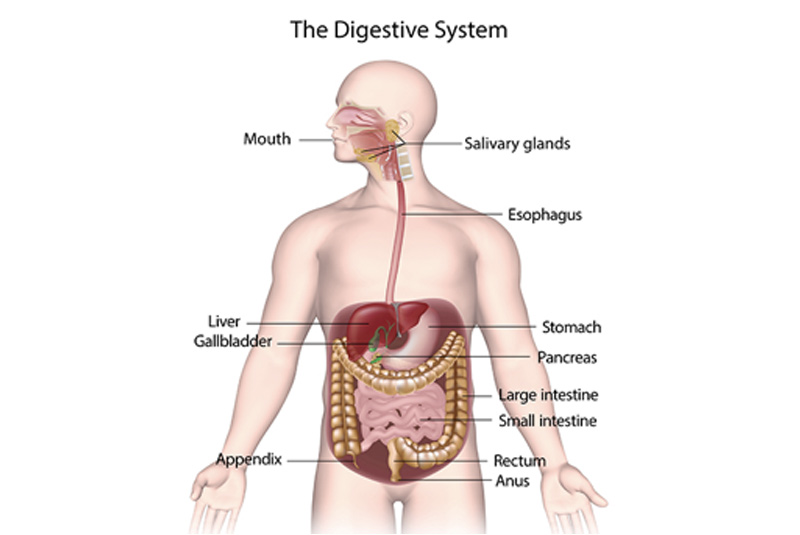 Cam's Kids: Gut Brain Connection