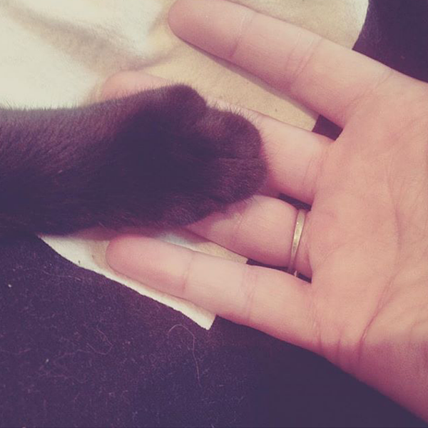 Infographic: The Paw-sitive Effects of Pet Therapy