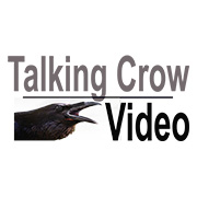 talking crow logo